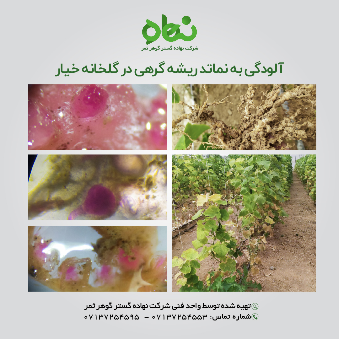 آلودگی به نماتد ریشه گرهی در گلخانه خیار